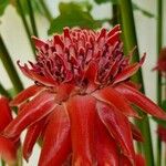 Etlingera elatior Lorea