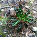 Ptilostemon hispanicus Leaf