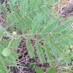 Acacia berlandieri Hoja