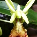 Dendrobium poissonianum Kvet