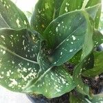 Aglaonema costatum葉