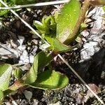 Veronica fruticans Foglia