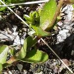 Veronica fruticans Fulla