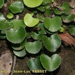 Adiantum reniforme Хабит