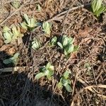 Bombycilaena erecta Blad