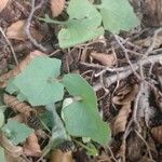 Lactuca muralis Leaf