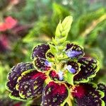 Coleus decurrens Blüte