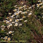 Leucanthemum monspeliense Yeri