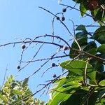 Ouratea castaneifolia Fruto