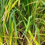 Oryza sativa ᱛᱟᱦᱮᱸ