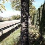 Juglans nigra Ekosanga