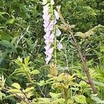 Digitalis thapsi 花