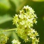 Alchemilla alpigena Flower