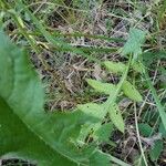 Cirsium muticum Feuille