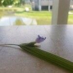 Cipura paludosa Floare
