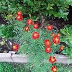 Tagetes minuta Flower