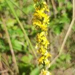 Agrimonia procera Flower