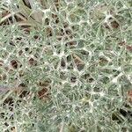 Eryngium bourgatii Liść