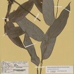 Ischnosiphon puberulus Hoja