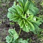 Heracleum sosnowskyi पत्ता