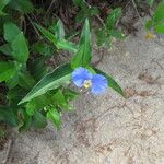 Commelina ensifolia 花