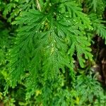 Selaginella flabellata Yaprak