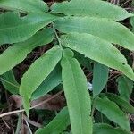 Dryopteris sieboldii Leaf