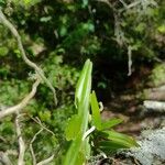 Epidendrum rigidum ഇല