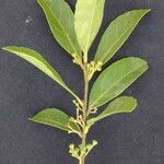 Ilex affinis Leaf