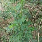 Senna bicapsularis Blatt