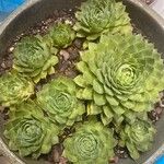 Sempervivum tectorumFuelha