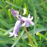 Hyacinthoides × massartianaFlower