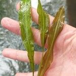 Potamogeton lucens 葉