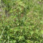 Acalypha australis ശീലം