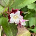 Leycesteria formosaKwiat