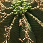 Euphorbia meloformis ফুল