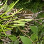 Lycopodium thyoides Хабит