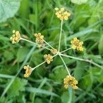 Foeniculum vulgareFlor