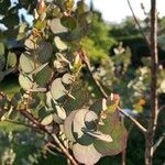 Eucalyptus cinerea Leaf