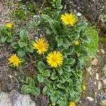 Doronicum glaciale