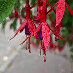 Fuchsia magellanicaFlor