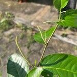 Piper tuberculatum Bloem