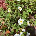 Cistus salviifolius Fleur