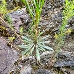 Sesamoides purpurascens 葉