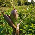 Angelica atropurpurea Листок