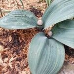 Allium karataviense Leaf