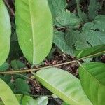 Clitandra cymulosa Frunză
