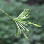 Rytidostylis gracilis Fruto