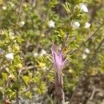 Staehelina dubia Flower