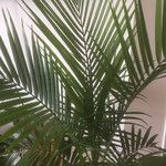Ravenea rivularis Lapas